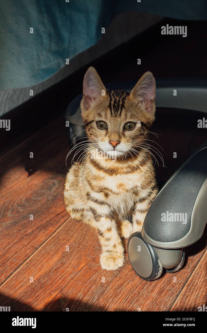 Cute bengal kitty cat sitting on the floor under chair at home Stock ...
