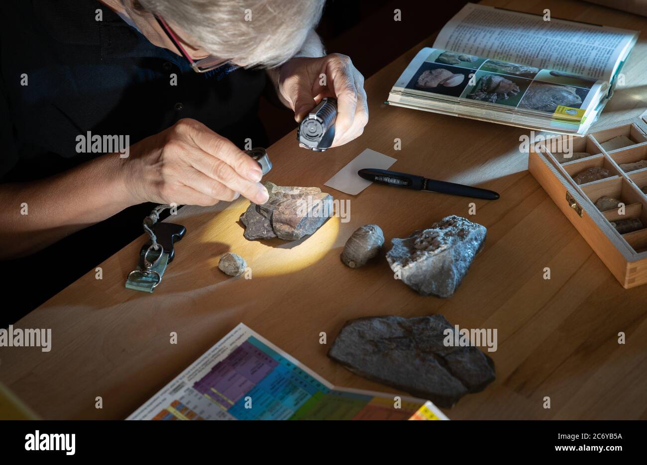 07 July 2020, Lower Saxony, Osnabrück: The geological preparator Angelika Leipner examines a fern seed Reticulopteris münsteri (about 308 million years old). Hobby fossil hunters can visit the geologist once a week and have their finds determined for age and composition. Photo: Friso Gentsch/dpa Stock Photo