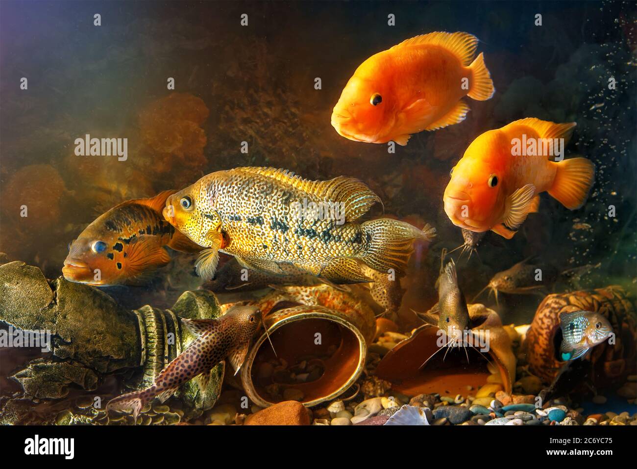 Dreamlike underwater world in an aquarium. Large freshwater fish swim