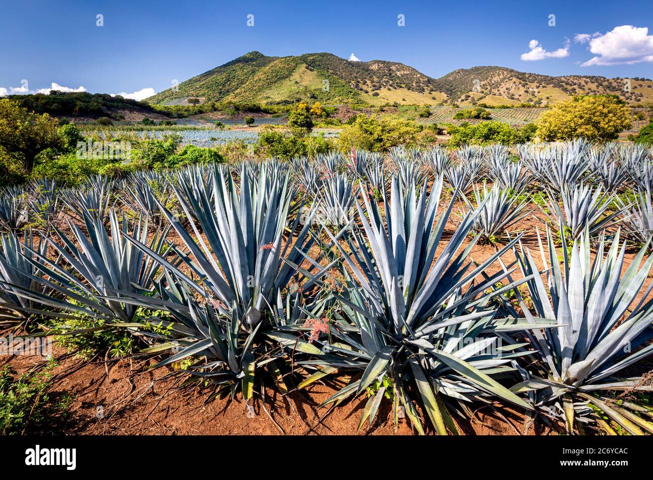 Field of blue agave in the tequila producing region of Jalisco, Mexico