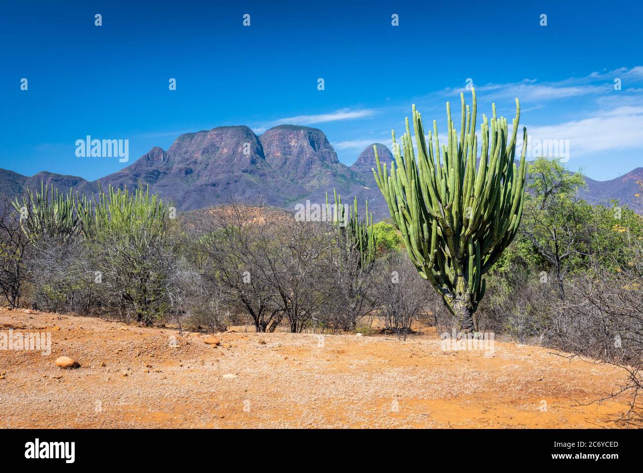 Cactus and mountains near Infiernillo in Michoacan, Mexico. Stock Photo