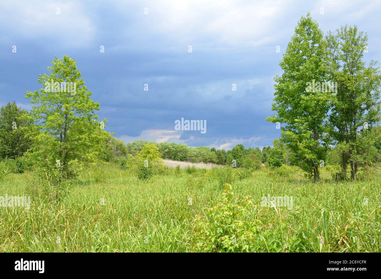 field of green grass and trees and rain or storm clouds Stock Photo - Alamy