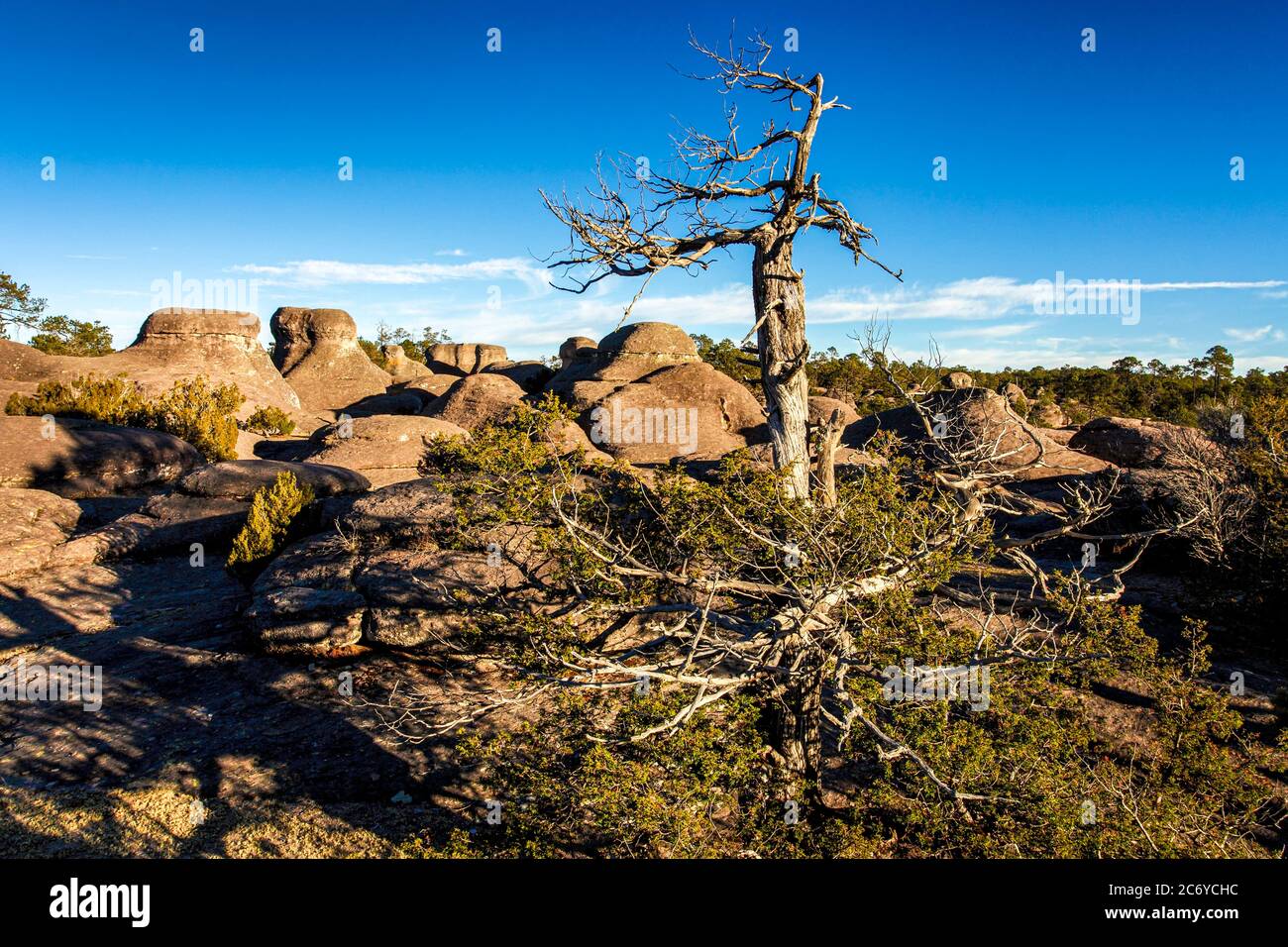 A lone tree amidst the unique rock formations of Mexiquillo, Durango, Mexico. Stock Photo