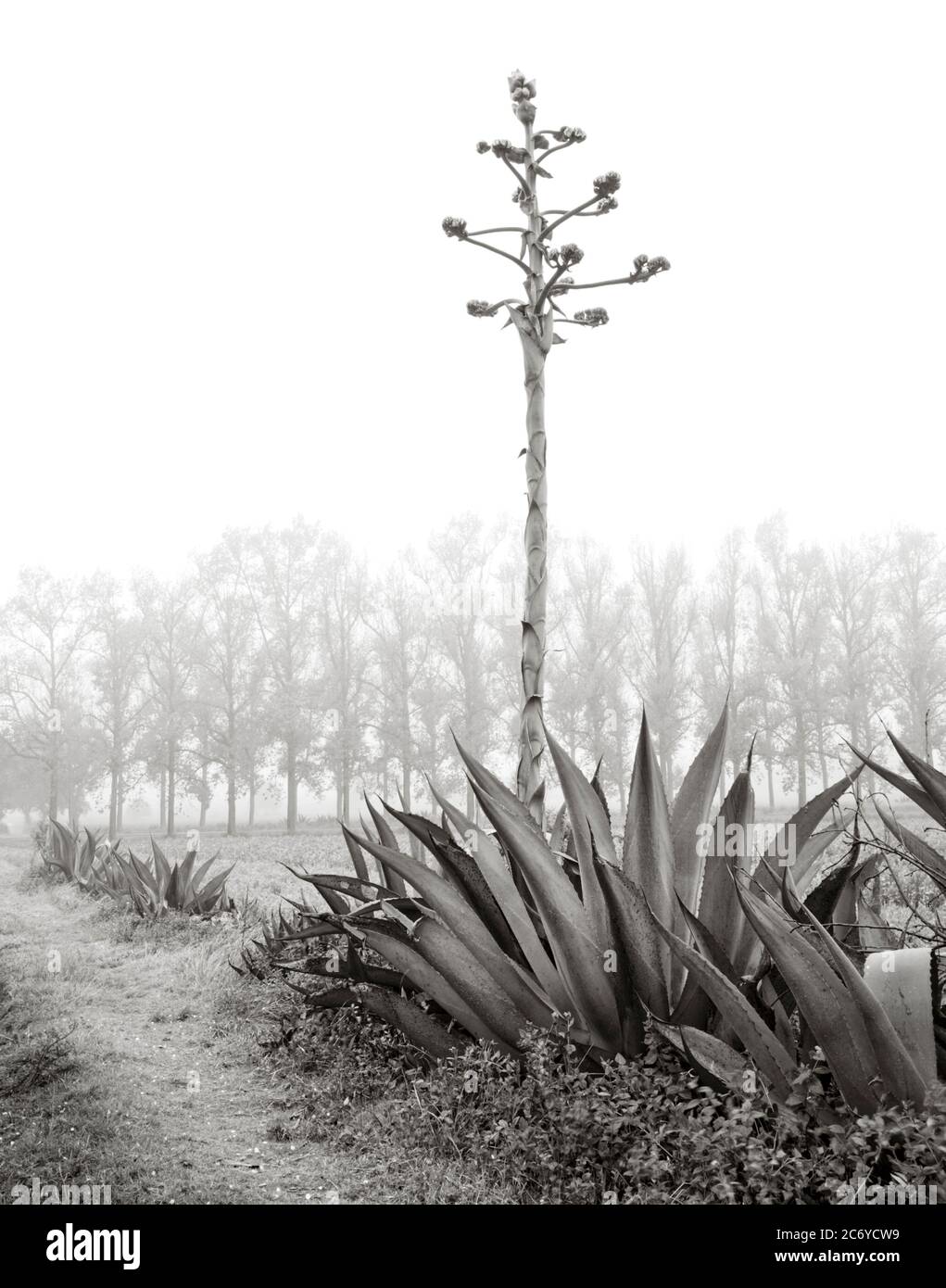 Century plant agave cactus in fog near Perote, Veracruz, Mexico. Stock Photo