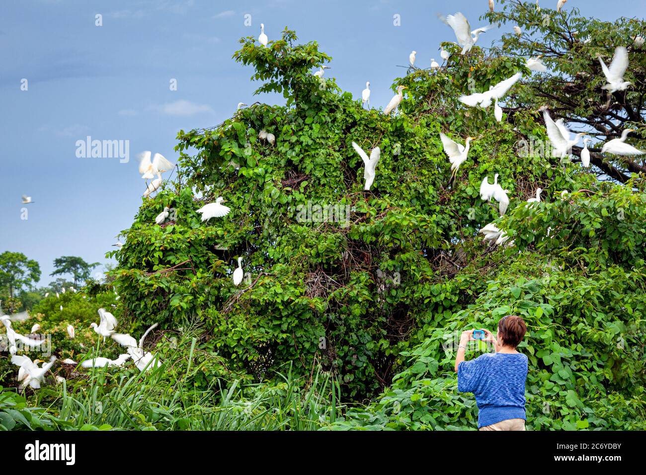 A tourist photographs an egret nesting ground in tropical Veracruz, Mexico. Stock Photo