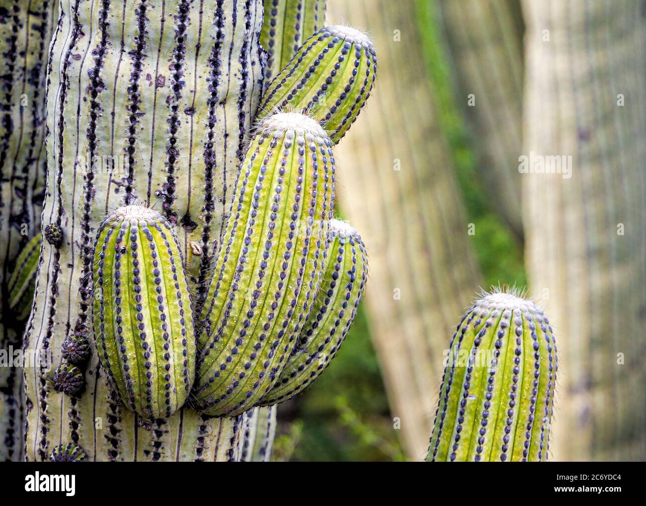 Detail of a sahuaro cactus near Zapotitlan, Puebla, Mexico. Stock Photo