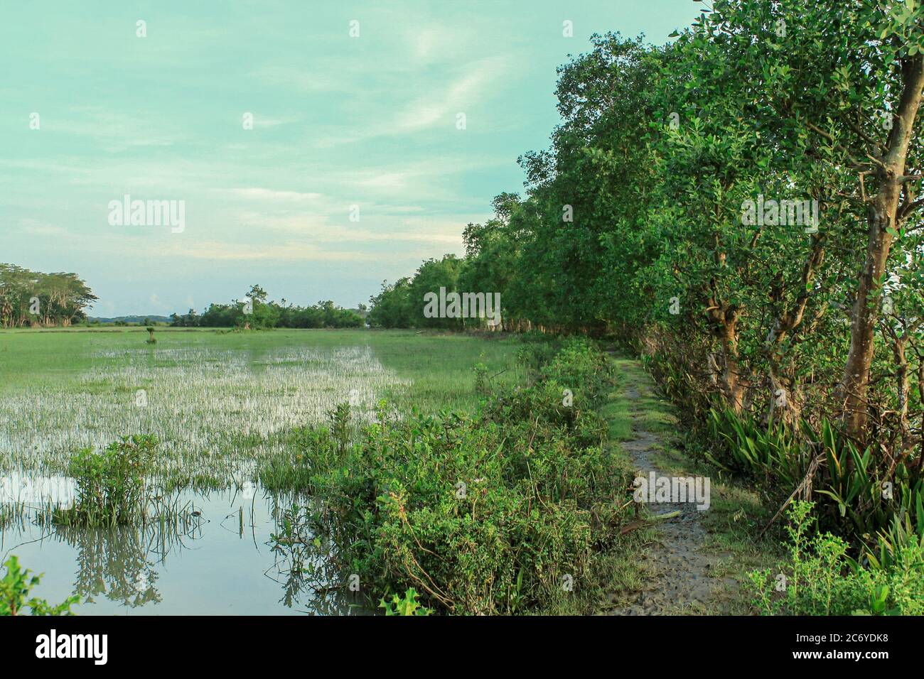 Jungle background hi-res stock photography and images - Alamy