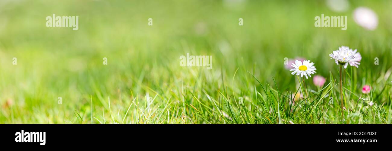 summer landscape with flowers meadow in sunny day. blurred nature background with chamomile flowers. panoramic view. Stock Photo