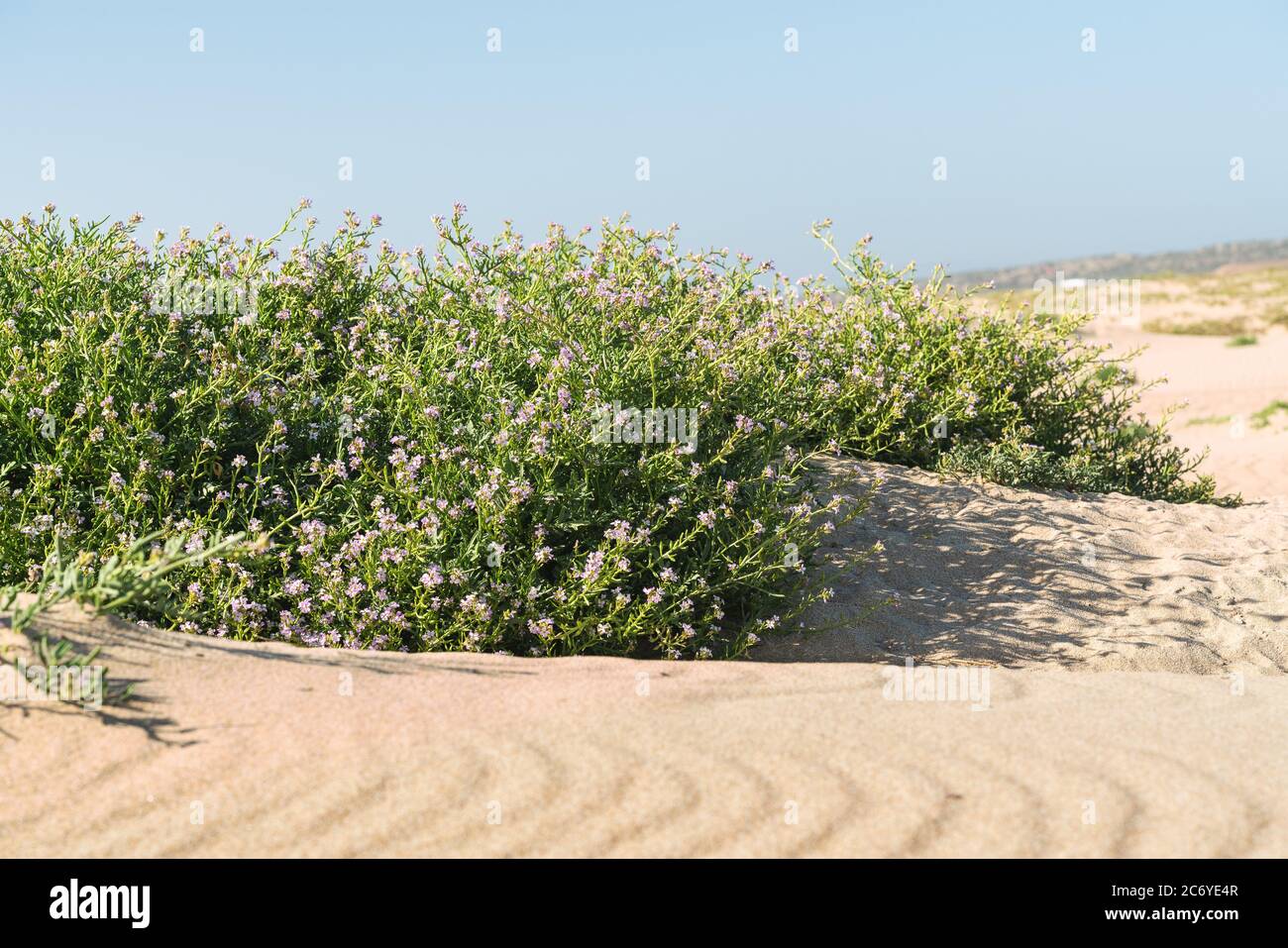 Sand dunes on the beach and Sea Rocket flowers in bloom, beautiful pink wildflowers growing on the sandy beach. Sea Rocket is a succulent - a low grow Stock Photo