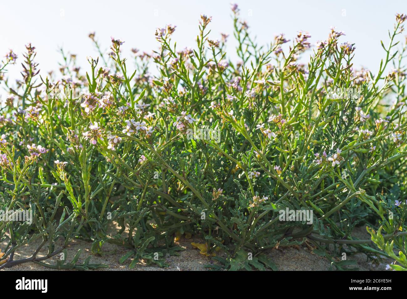 Sea Rocket flowers in bloom, beautiful pink wildflowers growing on the sandy beach. Stock Photo