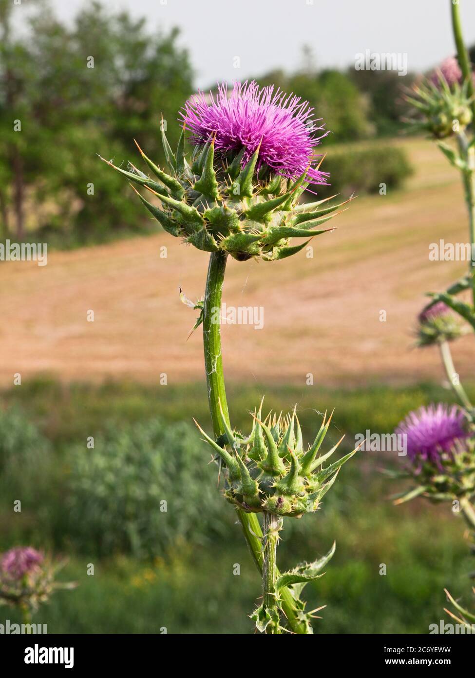 Wild flower of Silybum marianum also know as cardus marianus, milk thistle, blessed milkthistle, Marian thistle. This plant is used in herbal medicine Stock Photo