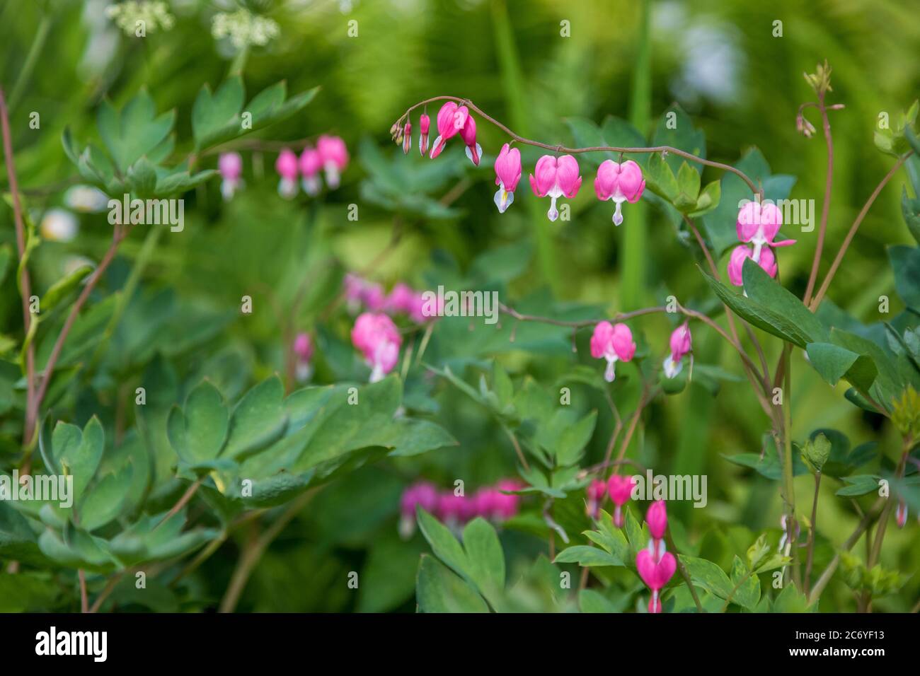 pink bleeding heart flower on green background Stock Photo - Alamy
