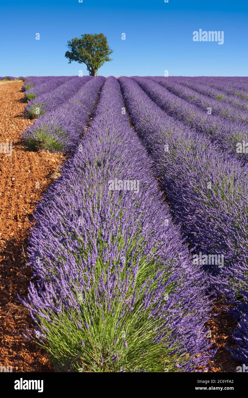 Lavender fields of Provence in summer with almong tree. Valensole Plateau, Alpes-de-Haute-Provence, European Alps, France Stock Photo