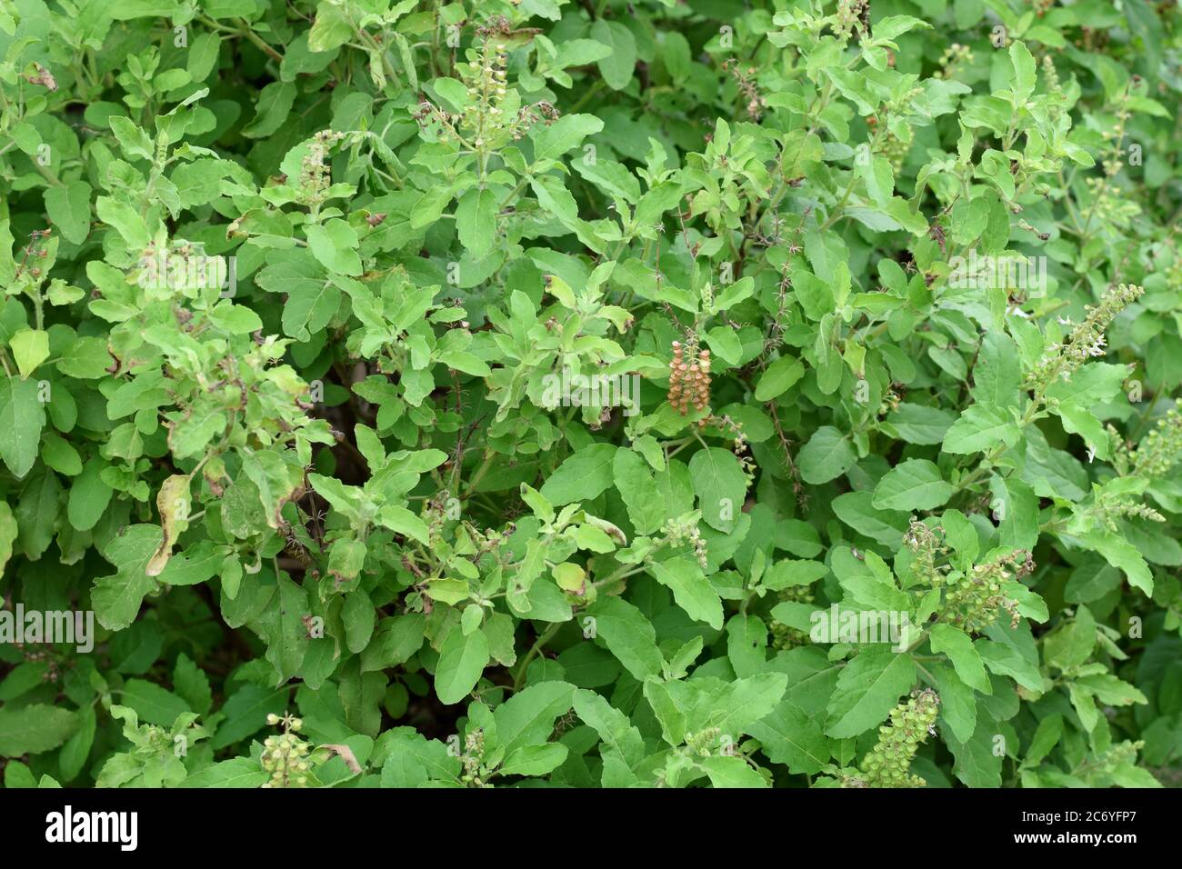 Basil tree leaves in nature, green leaf background Stock Photo