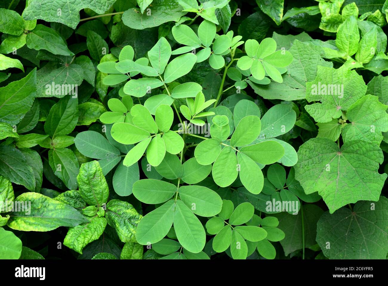 Green leaves background in nature Stock Photo