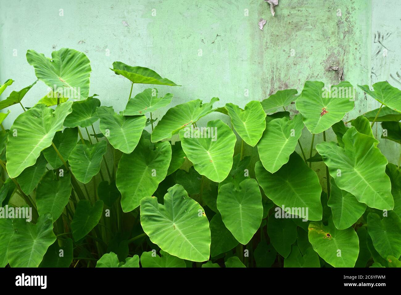 Green Edible root leaves in nature on front of bricks wall Stock Photo