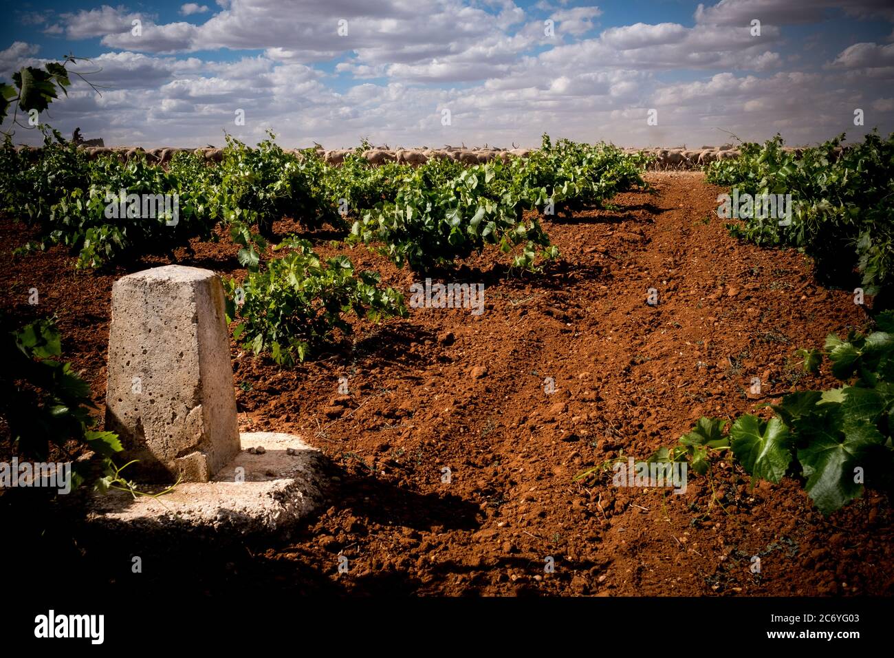 Milestone that marks the limit of the Cañada Real stands in the middle of a vineyard close to Socuellamos, Spain. Date: 17-06-2016. Photographer: Xabier Mikel Laburu. Many farmers invade the public terrain of the Cañada Real to plant a few more meters of their crops. Stock Photo