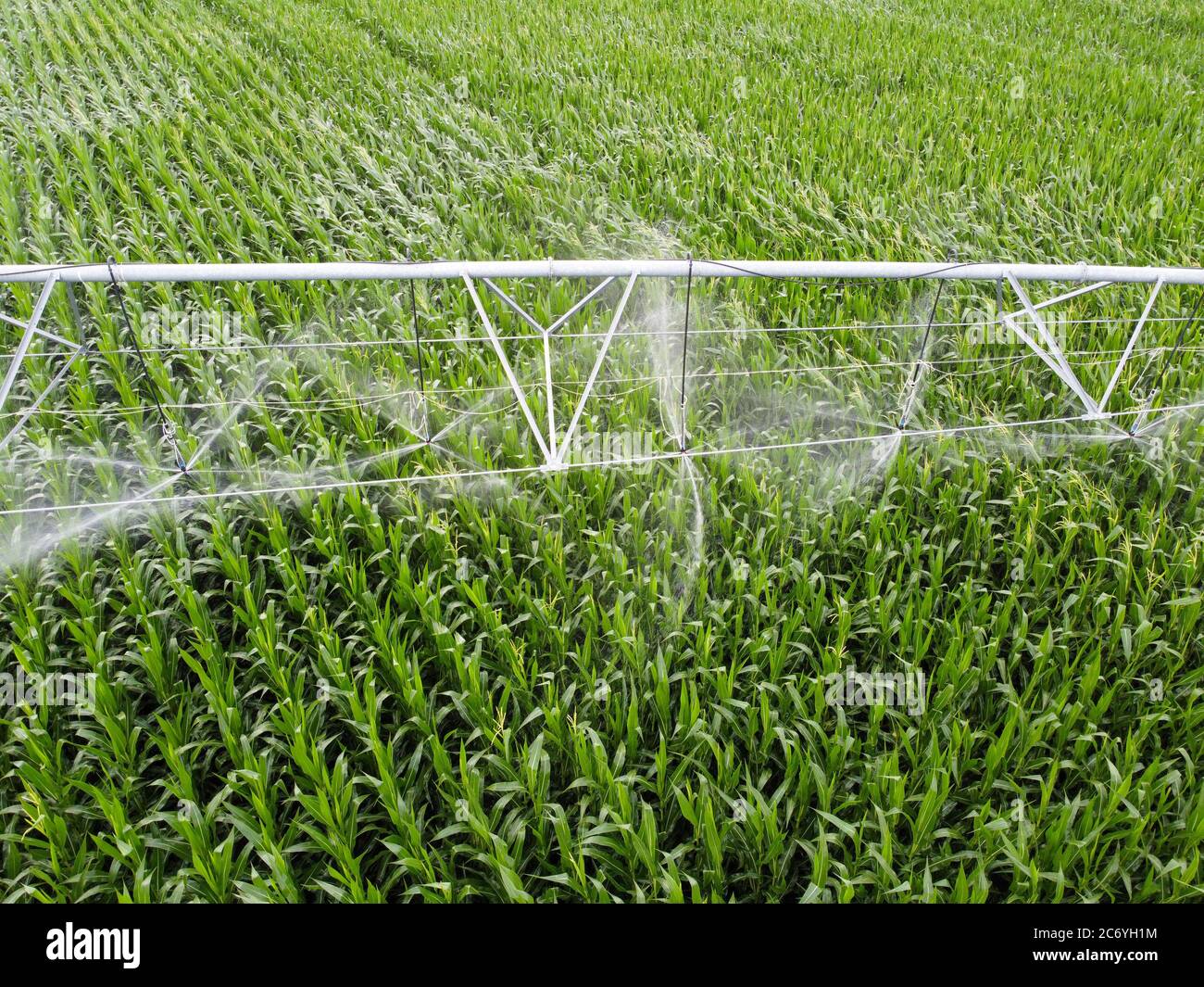 Irrigation of corn, irrigation system for watering crops in the fields