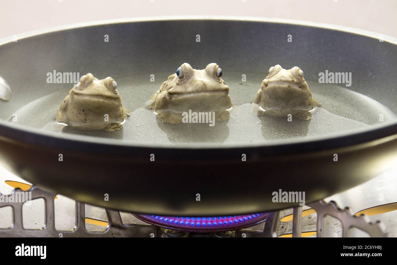 Ceramic frogs being boiled in a pan on a stove conceptual image in