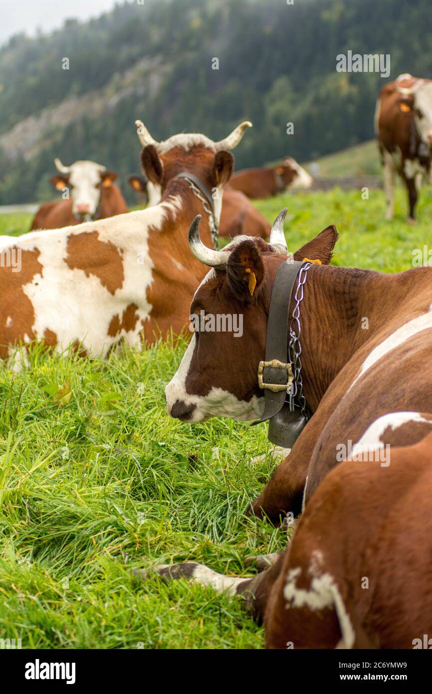Abondance cows in the French Alps, Haute Savoie, Auvergne Rhone Alpes, France Stock Photo