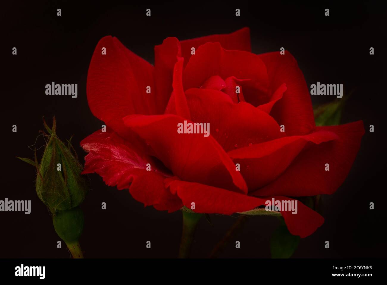 A pretty red rose on a black background, Macro Stock Photo