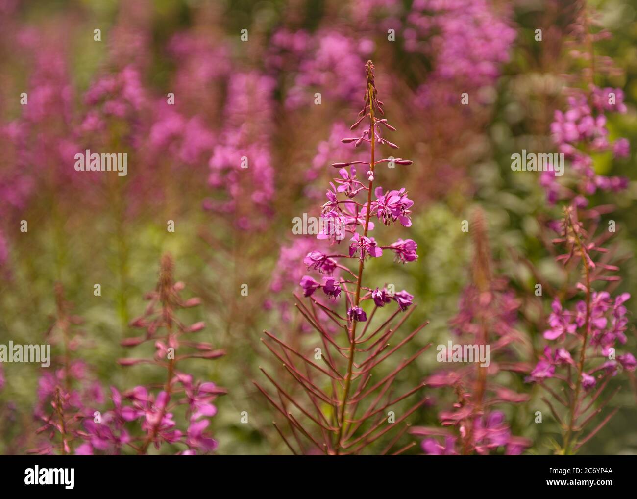 Field of pink flowers Stock Photo