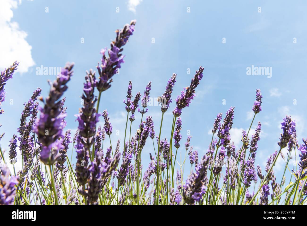 Lavender flowers in flower field rows against sunny blue sky Stock Photo