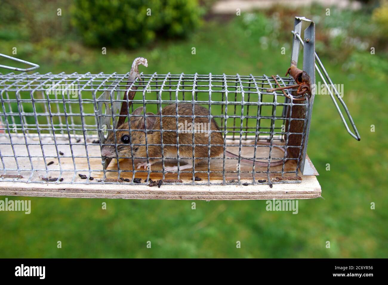 House mouse (Mus musculus). Family Muridae. In a mouse trap, in which they are caught alive, so that they can be released into the forest. Netherlands Stock Photo