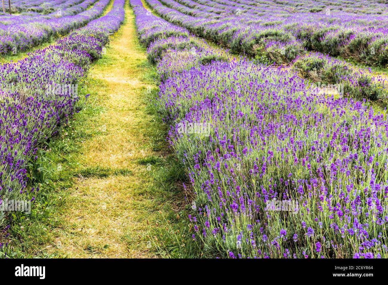 Lavender field with rows of purple flowers Stock Photo