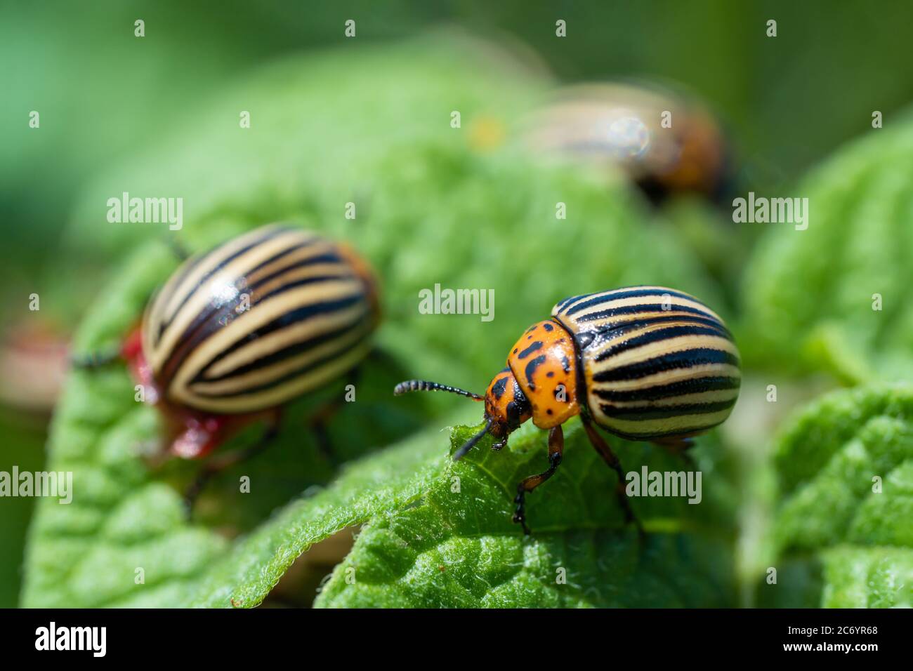Colorado potato beetle eats potato leaves. Agricultural insects pests ...