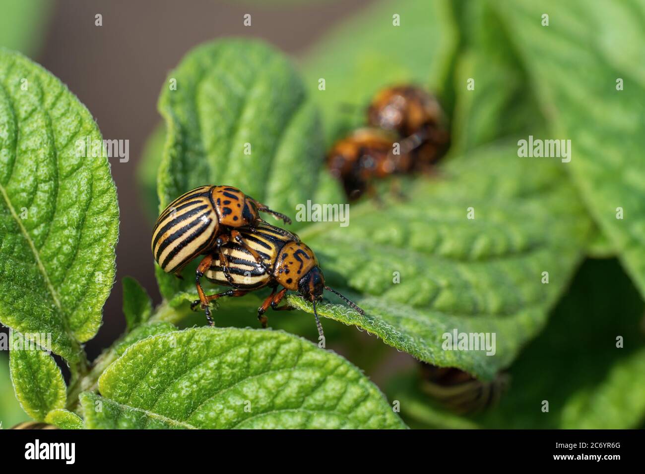 Colorado potato beetle eats potato leaves. Agricultural insects pests ...