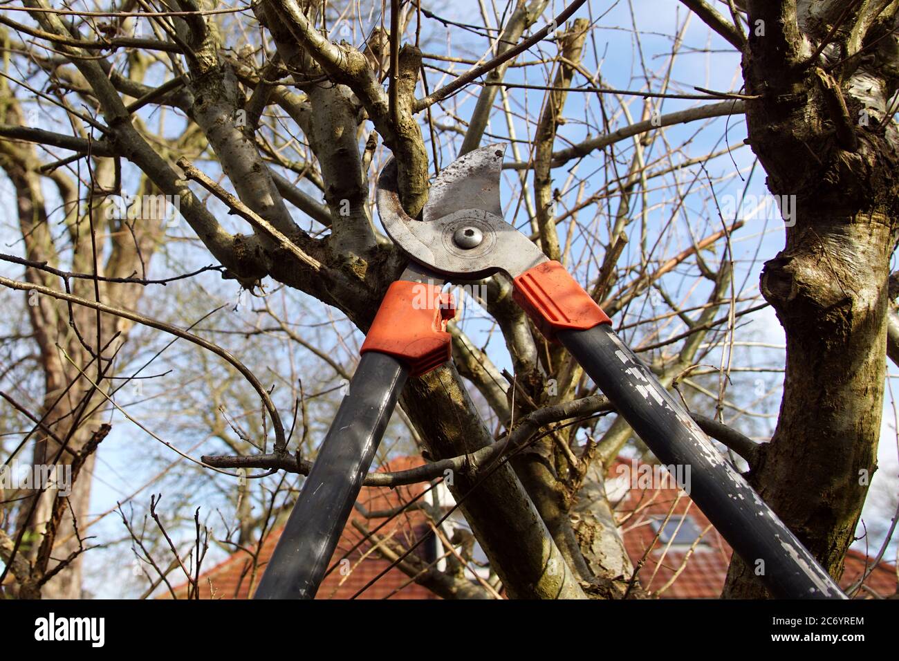 Pruning: Close-up of a lopper and branch of an oak, that will be cut off at the end of the winter in a garden in the Netherlands. Bergen, February Stock Photo