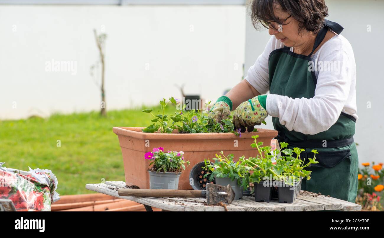 a mature woman potting flowers in the garden Stock Photo - Alamy