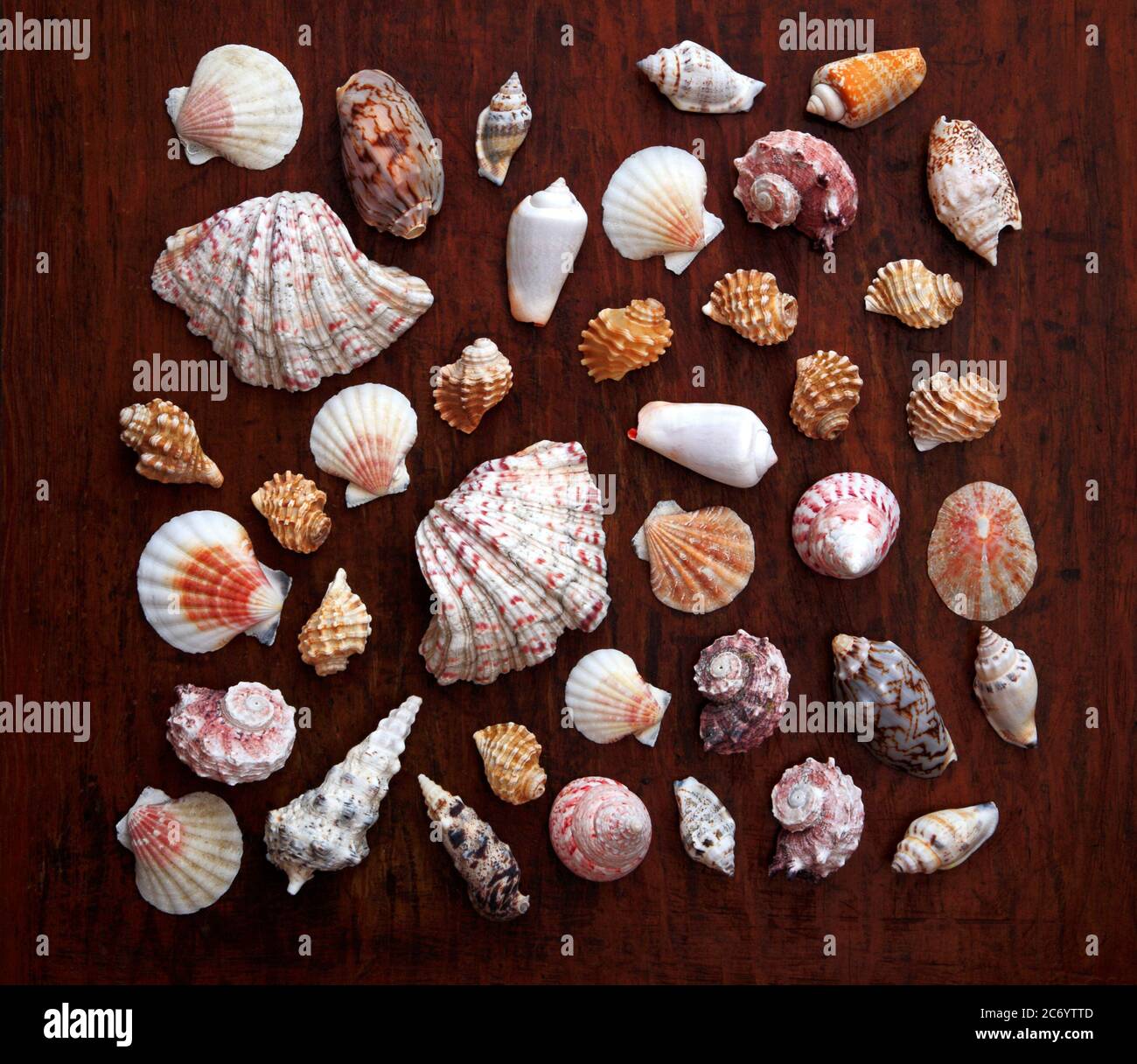 Seashells uk hi-res stock photography and images - Alamy