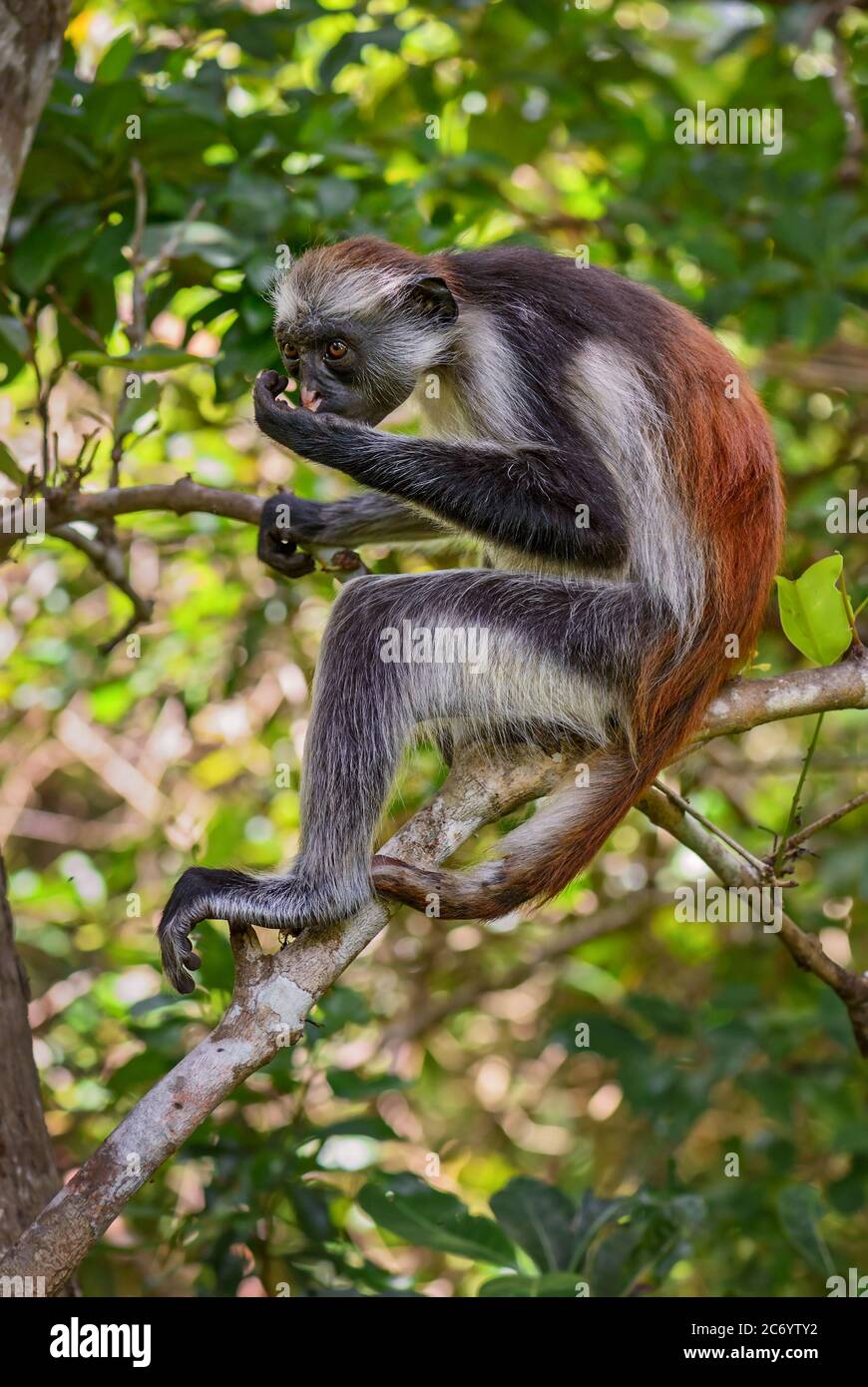 Zanzibar Red Colobus - Piliocolobus kirkii, beautiful colored primate endemic in Zanzibar island forests, Tanzania. Stock Photo