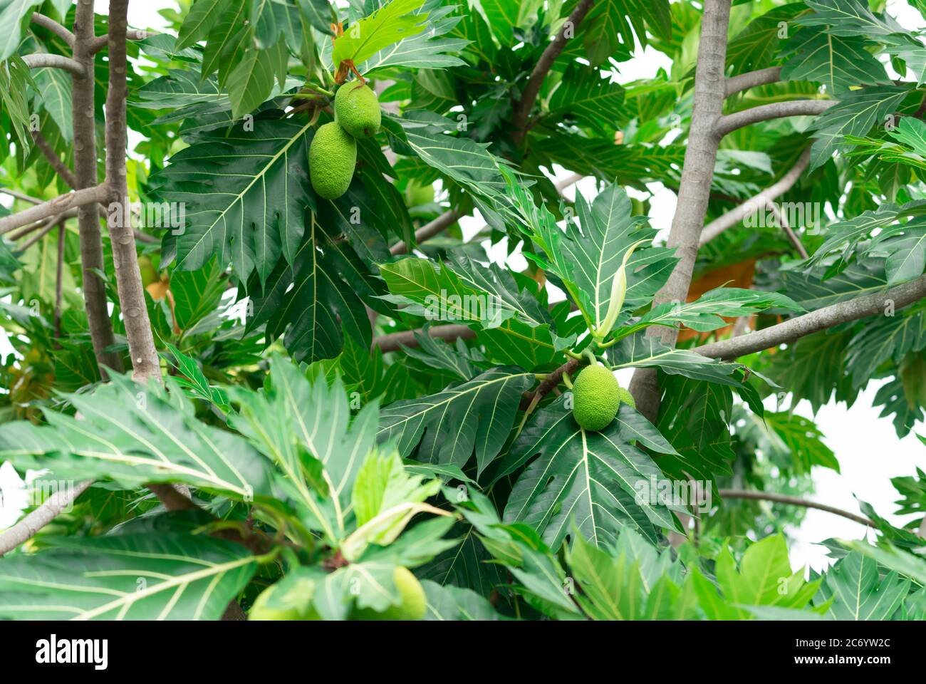 Breadfruit on breadfruit tree with green leaves in the garden. Tropical tree with thick leaves are deeply cut. Flowering tree. Staple food. Plant Stock Photo