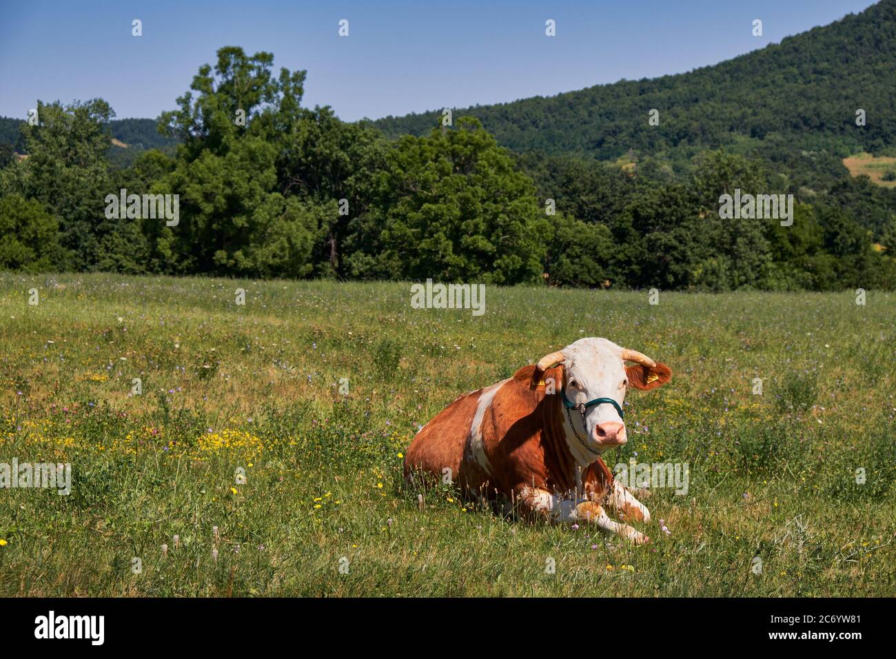 Brown spotted cow grazing in the field of grass stock image Stock Photo ...