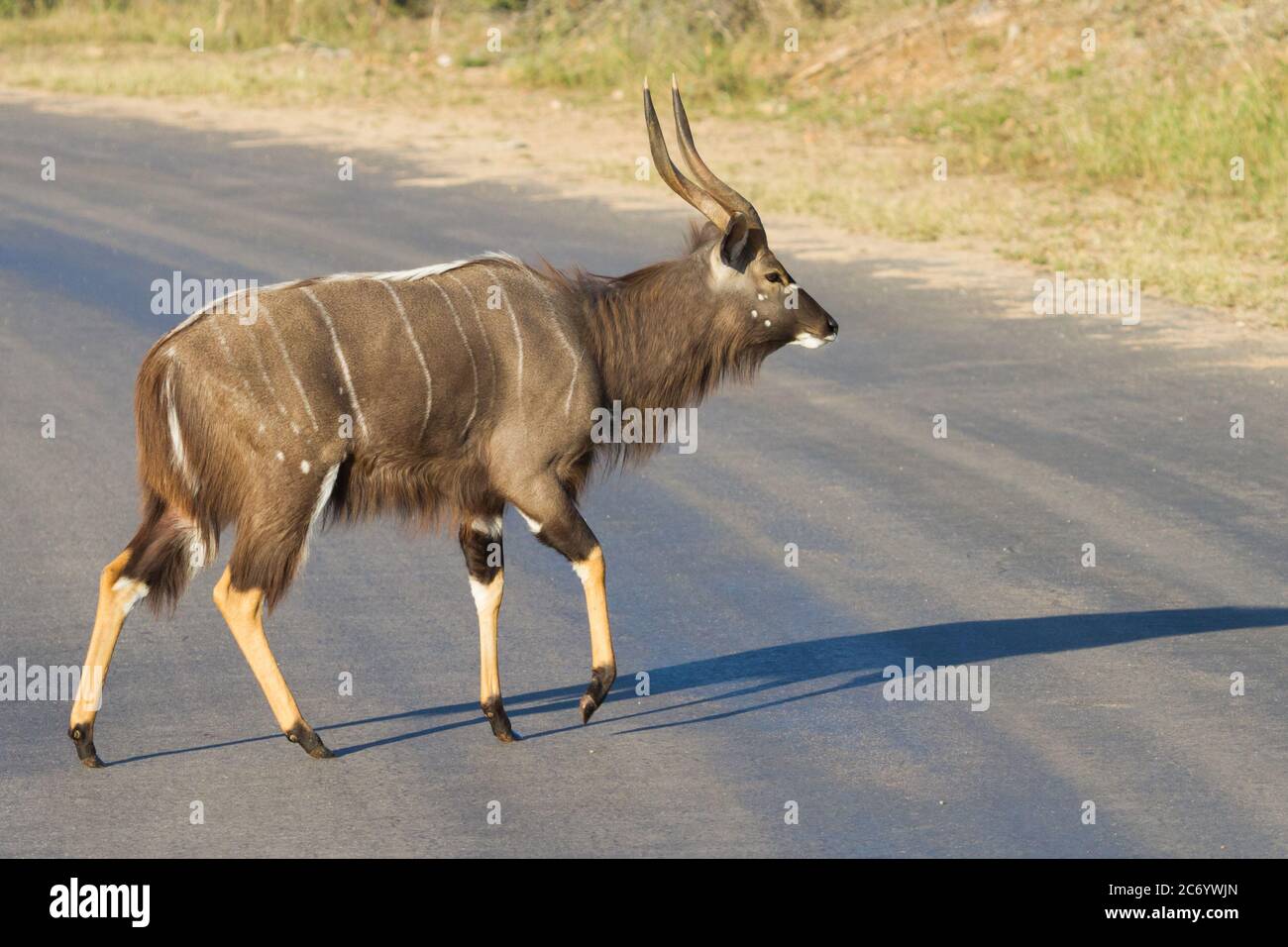 Elegant male nyala walking across the road in Kruger National Park, South Africa Stock Photo