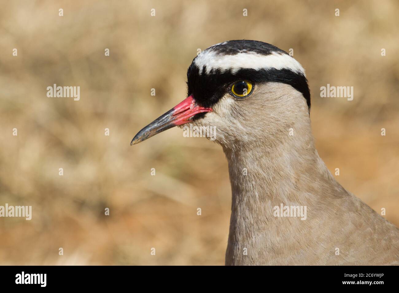 Crowned Lapwing (Vanellus coronatus) closeup head profile showing eye and beak details in South Africa with bokeh background Stock Photo