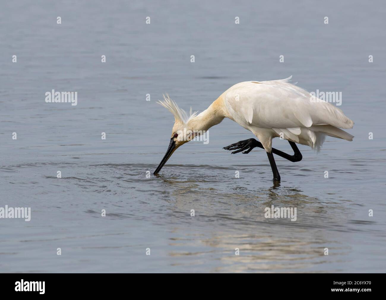 Spoonbill wader hi-res stock photography and images - Alamy