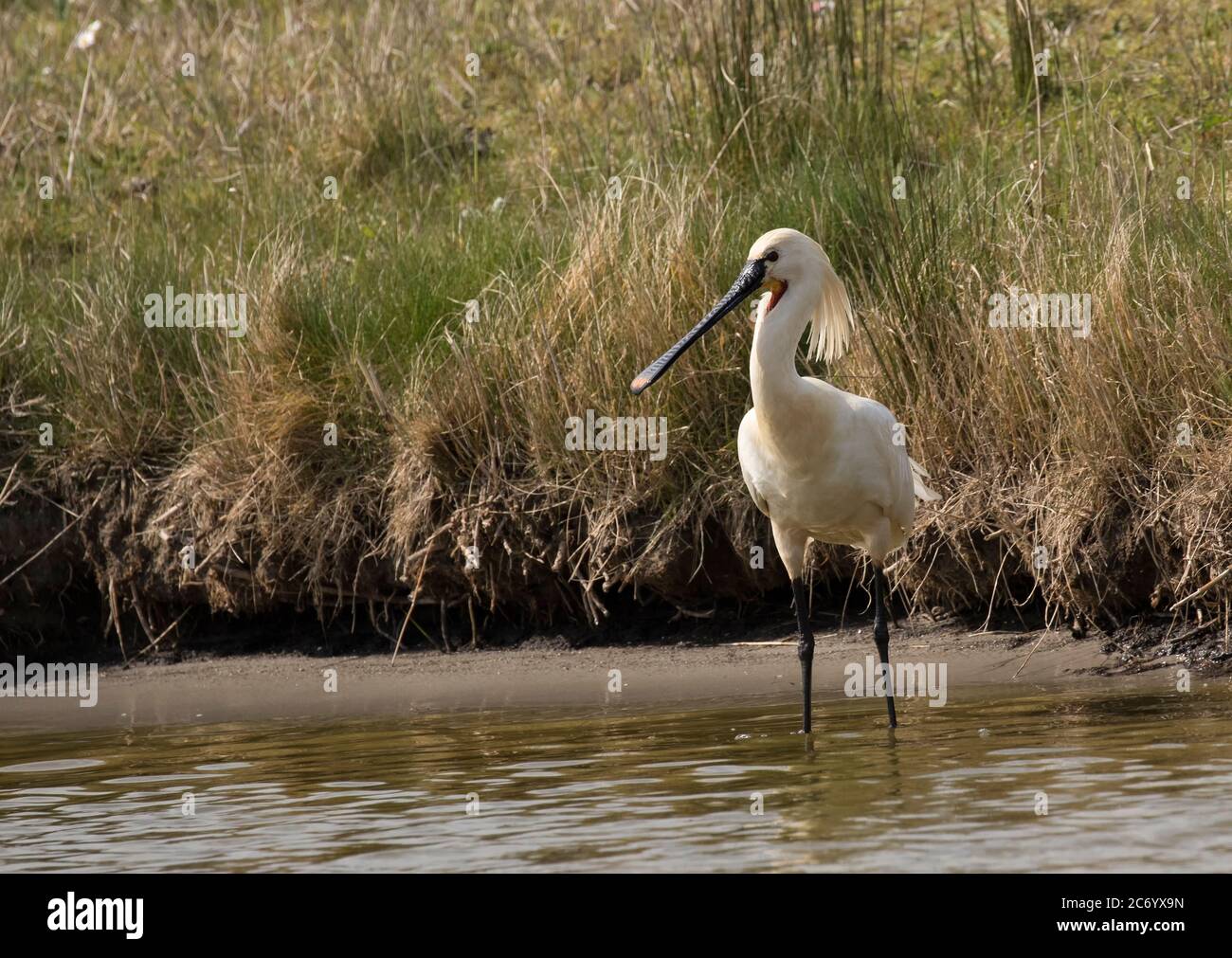 Spoonbill wader hi-res stock photography and images - Alamy