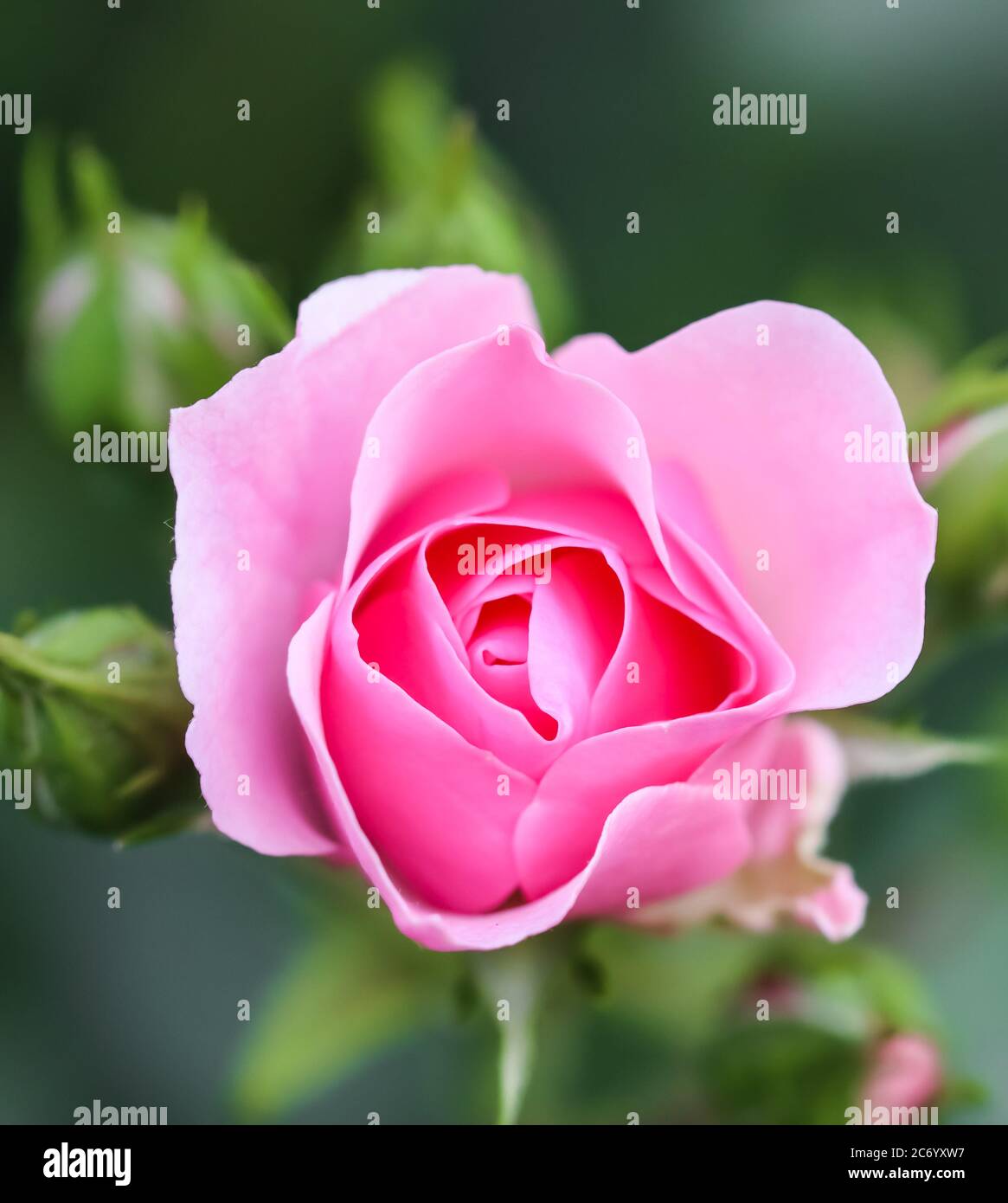 Soft pink rose Bonica with buds in the garden. Perfect for background of greeting cards for birthday, Valentine's Day and Mother's Day Stock Photo