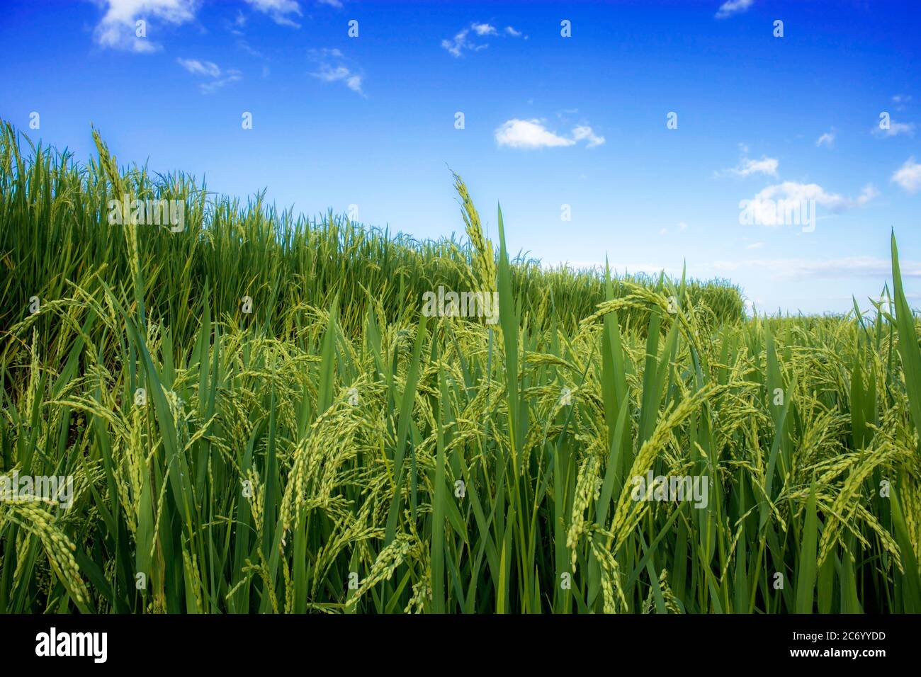 Spring Garden Rice Rice seeding blue hi-res stock photography and images - Alamy