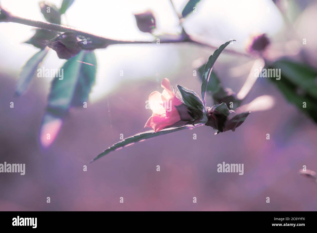 Purple color of flower in park with natural at sunlight background ...