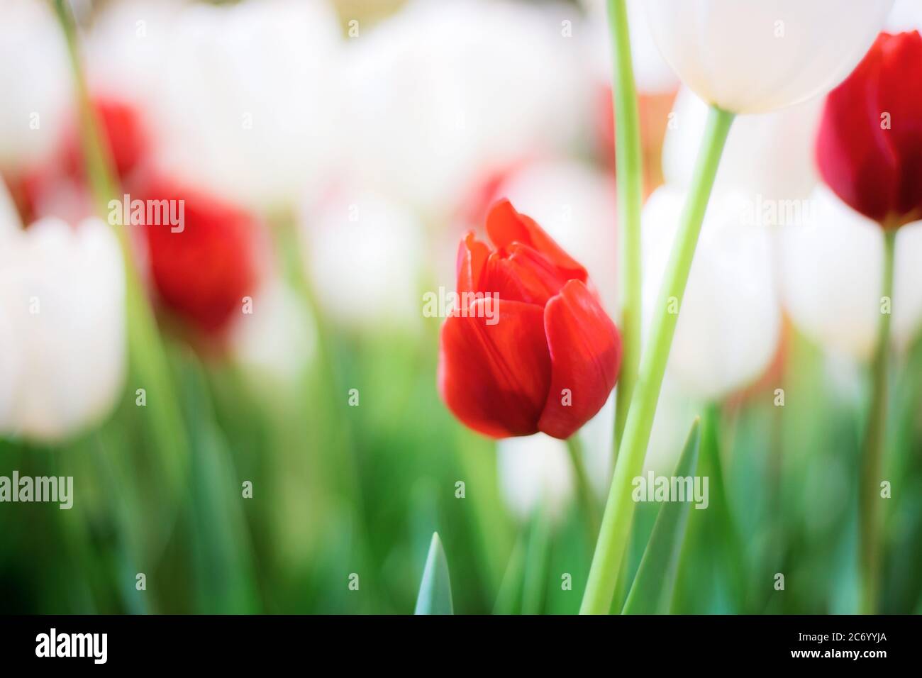Red and white of tulip in park with natural background Stock Photo - Alamy