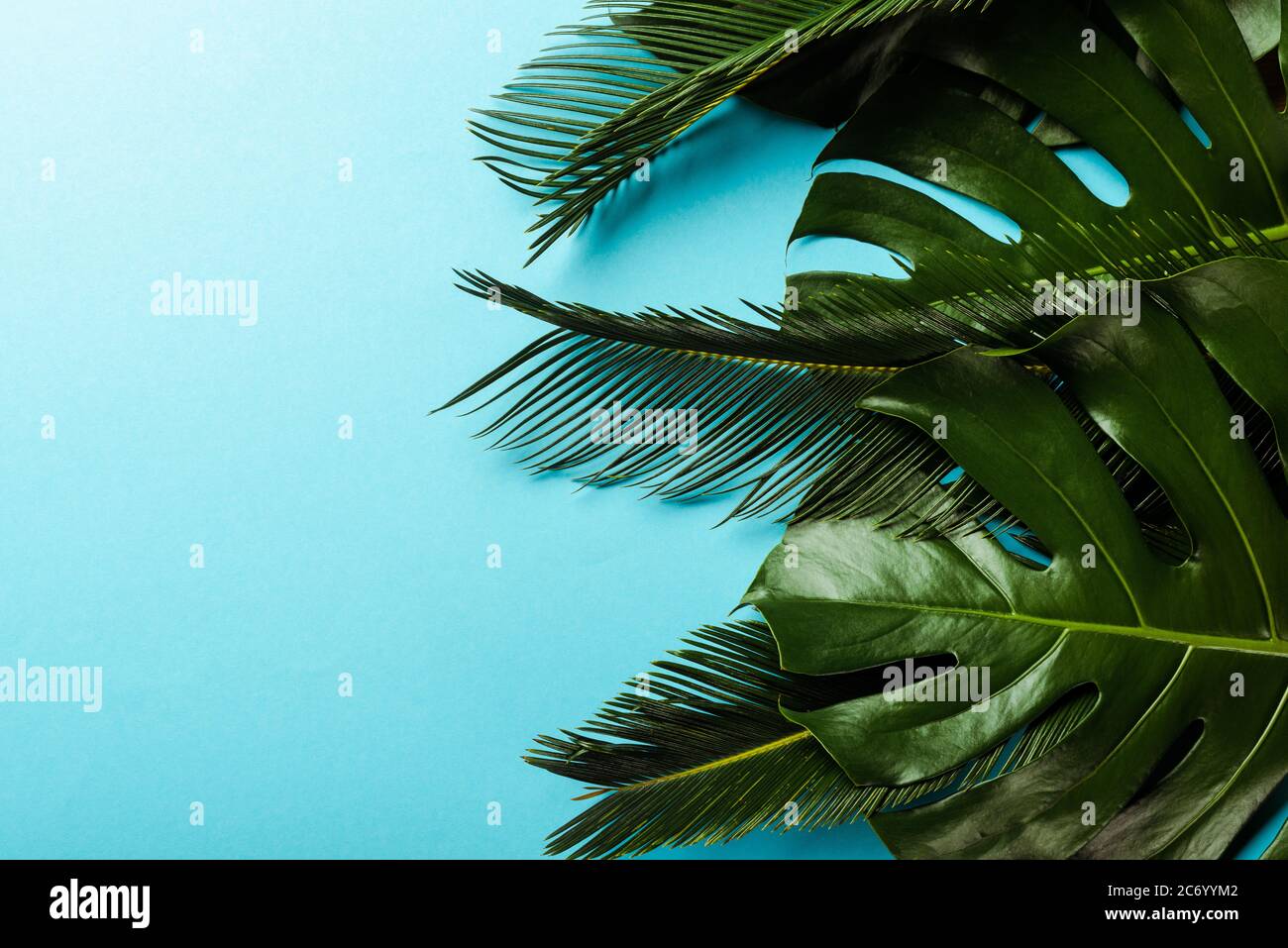 top view of green palm leaves on blue background Stock Photo - Alamy