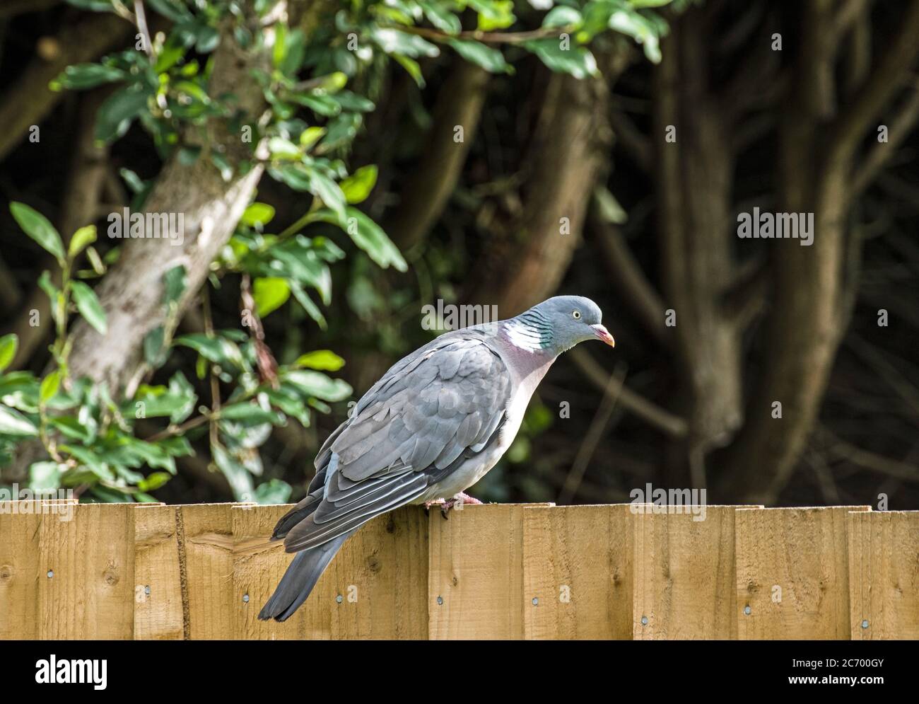 Wood pigeon seeking out birdseed in a garden. Stock Photo