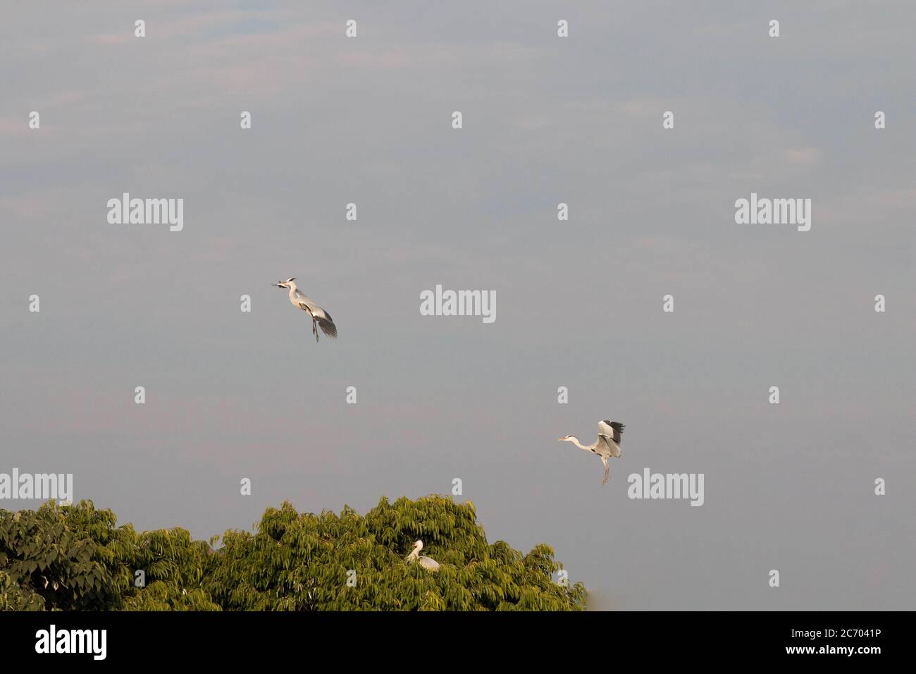 heron flying in sky Stock Photo