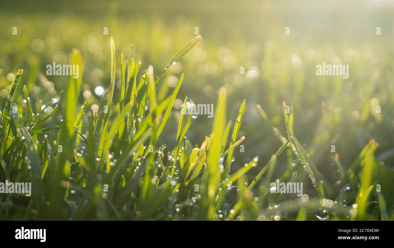 Fresh water drops of morning dew on green grass on a lush meadow backlit by morning sun Stock Photo