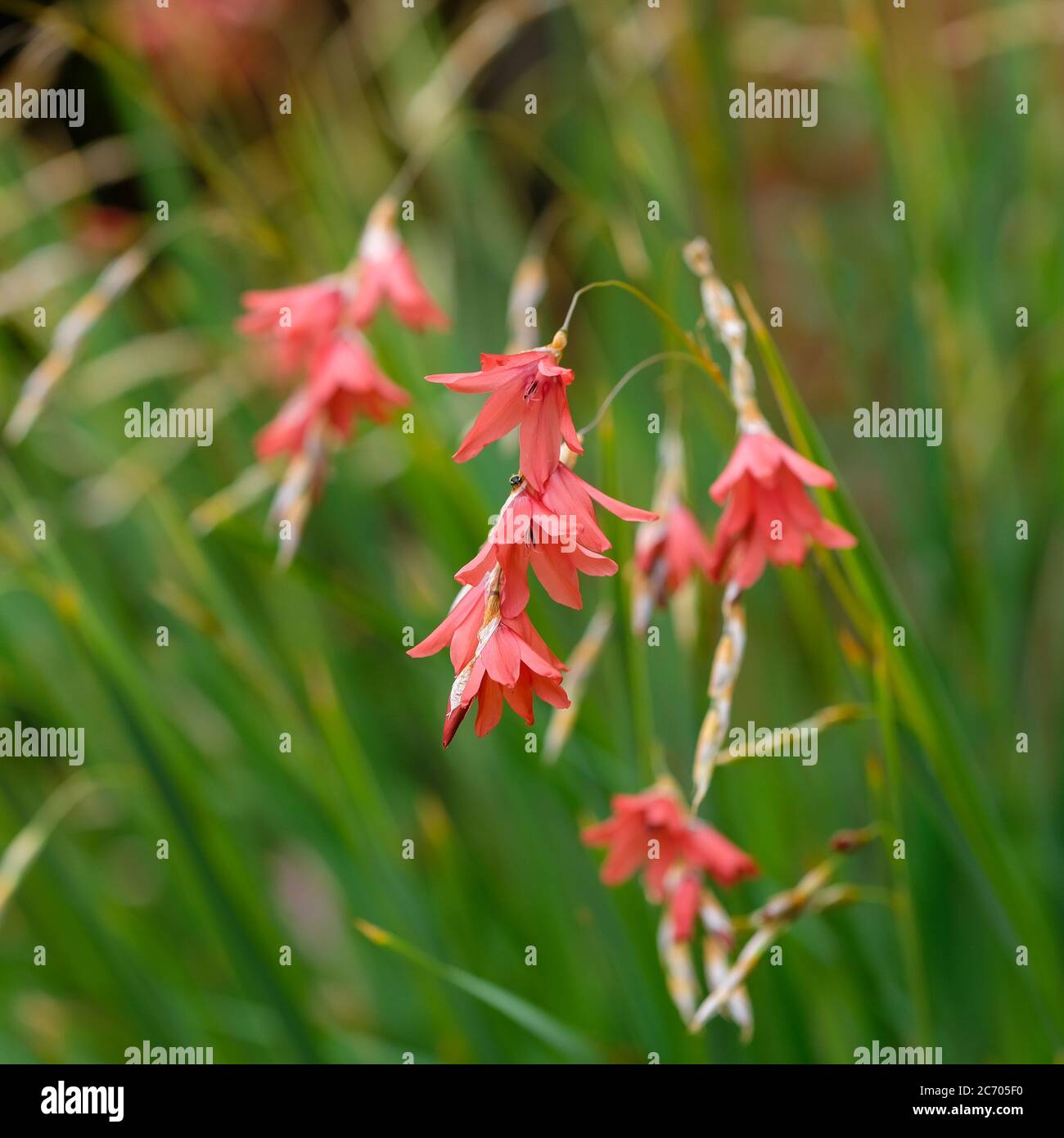Dierama flowers are also known as hairbells, angels fishing rod, fairybells, and wandflowers. Stock Photo